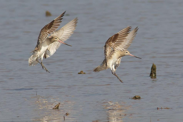 Bar-tailed Godwits