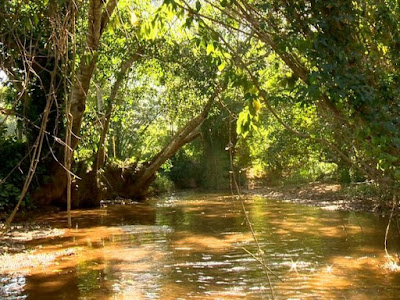 Troncos reduzem velocidade do rio, aumenta infiltração e retém sedimentos. Em 1 ano, a quantidade de peixes aumentou 80% no Rio Mangaraí.  Troncos de eucaliptos estão ajudando a trazer mais vida para um rio importante do Espírito Santo. A técnica usada no Brasil pela primeira vez já aumentou em mais de 80% a quantidade de peixes. É a natureza se recuperando através da própria natureza, no Rio Mangaraí, que fica em Santa Leopoldina, na região Serrana do estado. Os resultados começaram a aparecer quase um ano após o início do projeto Renaturalize, em um trecho de 200 metros do Rio Mangaraí, que é um dos principais afluentes do Rio Santa Maria da Vitória, que abastece a Grande Vitória. O projeto é pioneiro em todo o país e na América latina. A tecnologia foi trazida da Inglaterra, após uma aplicação bem sucedida nos afluentes do Rio Tâmisa. A técnica, basicamente, consiste na colocação dos troncos em pontos do rio. Os troncos amarrados com cabos de aço formam redutos. A estrutura conseguiu reduzir a velocidade da água, o que permite uma infiltração maior no lençol freático.                          Técnica usa troncos de eucalipto para reduzir a velocidade do rio (Foto:                                                                     Reprodução/ TV Gazeta) Outra vantagem, além de oxigenar a água, é que os troncos também ajudam a reter os sedimentos que descem o rio e que assoreiam não só o afluente, mas também o rio principal. Os troncos conseguem segurar este material. Em um ponto do Rio Mangaraí, em dez meses foram retiradas 67 toneladas de sedimentos. O projeto também permitiu um aumento da biodiversidade no rio. Nos remansos formados pelos troncos ficam acumuladas folhas e, com o tempo, um lodo se forma no local. Tudo isso se transforma em alimentos para a fauna, que aproveita o local para se recuperar da correnteza. Antes da técnica, o fundo do rio era todo homogêneo, o que é nocivo, é como se fosse uma floresta de uma espécie só, então poucos animais sobreviviam nesse ambiente. Com a madeira, formam-se lugares com ramas, cascalho, o que cria maior heterogeneidade, e logo, maior biodiversidade. A comunidade foi envolvida no processo, aprenderam a instalar a madeira. Crianças da escola da região fizeram visitas para aprender os benefícios da madeira dento do rio, tiveram aula prática e desenho, concurso de redação, a intenção é que eles cuidem do espaço no futuro. A cientista ambiental Carolina Pinto explica a importância dos troncos. "Quando você tem o desmatamento, quando você tem a perda dessas características naturais, essas curvas naturas do rio também se perdem. Então quando você coloca esses elementos naturais de volta no canal, você está trazendo de volta essas curvas, que são os meandros do rio", disse.      Rio Mangaraí em Santa Leopoldina, na região Serrana do Espírito Santo (Foto:                                                                     Reprodução/ TV Gazeta) Meio Ambiente Devido aos bons resultados, o projeto Renaturalize pode vir a ser adotado em outros rios capixabas, como explica o secretário de Meio Ambiente, Aladim Cerqueira. Por enquanto já se sabe, segundo ele, que a técnica é aplicável em outros rios, principalmente nos afluentes. O que foi feito em 200 metros do rio trouxe resultados muito bons, em um projeto de baixo custo. Em paralelo, segundo Aladim, começam a ser implantados no início do próximo ano outros projetos, com recursos do estado e do banco mundial. dentre eles a construção de 200 quilômetros de estradas pavimentadas com um tipo de pavimentação que não lança sedimentos nos rios. Também serão construídas 12 mil caixas secas e reflorestados mil hectares. Haverá a construção de fossas para evitar o lançamento de esgoto no rio e o treinamento dos produtores em manejo sustentável do solo. Haverá ainda uma gestão do cadastro ambiental rural. Outros projetos financiados pelo governo do estado vão iniciar em 2017. FONTE: G1