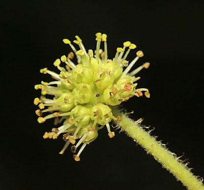 Заманиха высокая (Oplopanax elatus, =Echinopanax elatus)