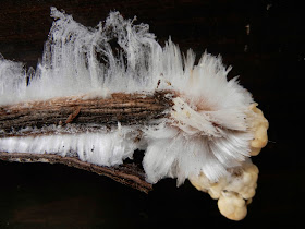 hair ice and ice globules