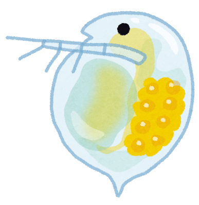 ミジンコのイラスト