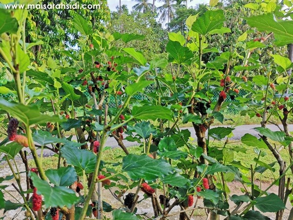 pokok mulberry