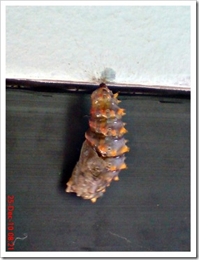 caterpillar turn into chrysalis 11