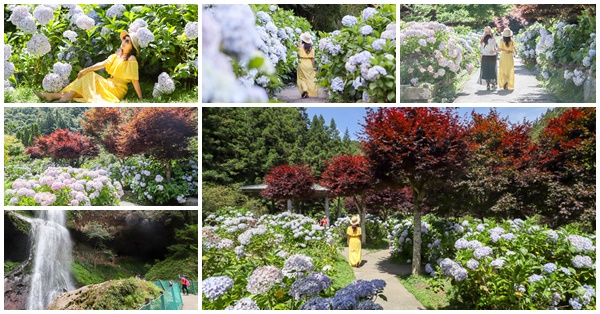 南投杉林溪繡球花盛開，滿滿彩色繡球花好好拍，旅行避暑好去處