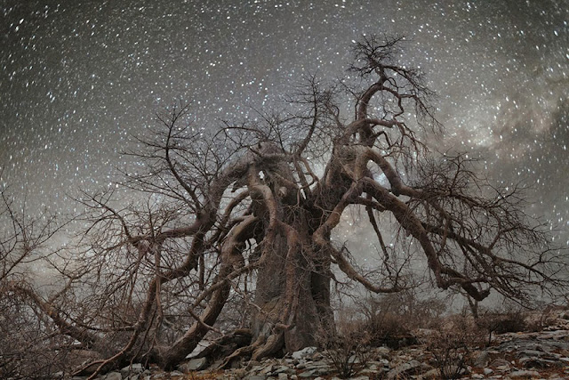 oldest trees beth moon diamond nights photography-11