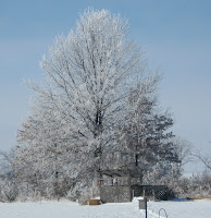 Hoarfrost in our west fencerow, 3/8/10