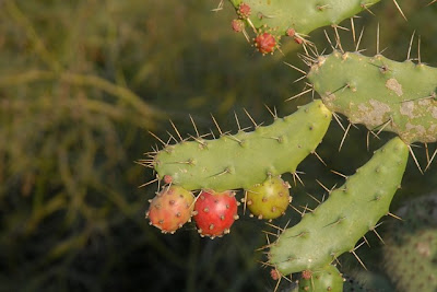 Balboa Park, The Desert Garden