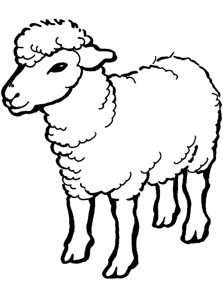  Gambar  Mewarnai  Domba  Untuk Anak PAUD dan TK