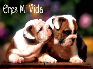 Frases De Amor: Eres Mi Vida