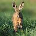 Springs about, and so are the Hares