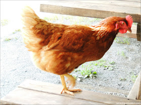 Cider Hill Farm: Gallinas