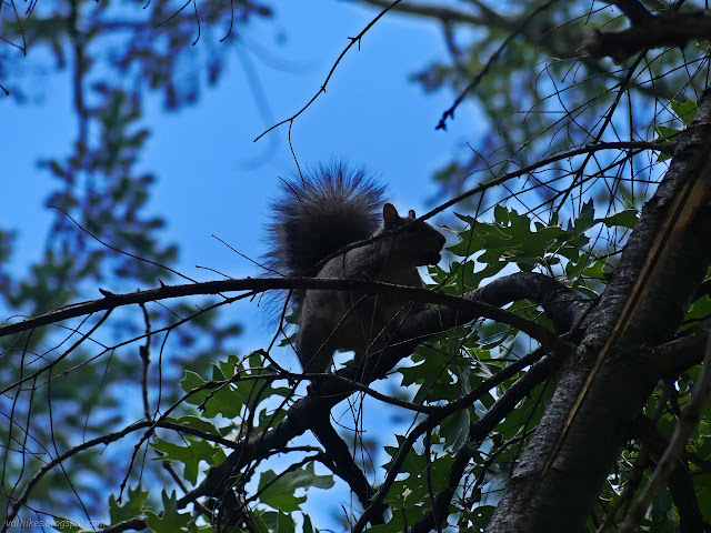 56: animal with a puffy grey tail