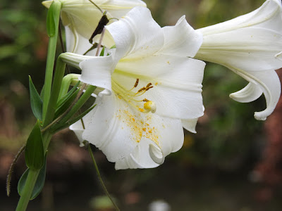 粗莖麝香百合的花