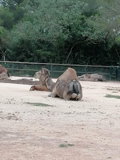 Montpellier zoo Lunaret