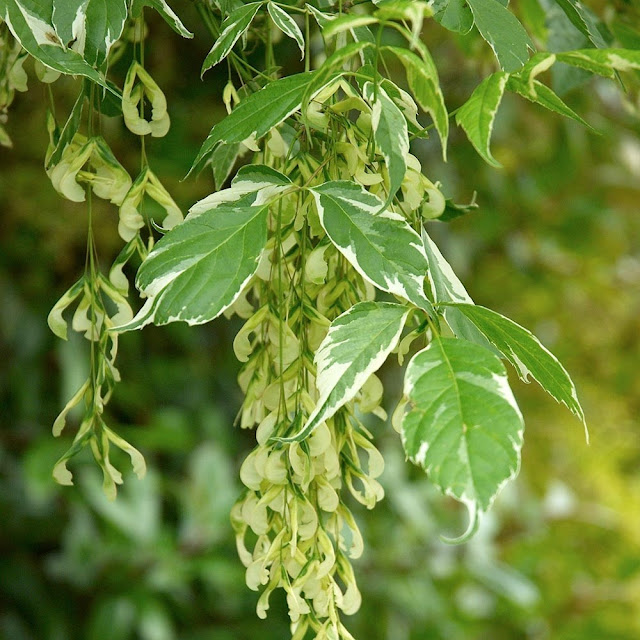 Acer negundo 'Variegatum'