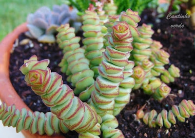 Colar de Jade - Crassula Marnieriana