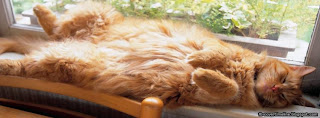 Cat sleep in the Window images