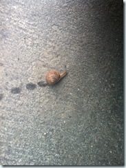 snail