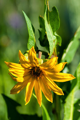 Mule's Ear Sunflower