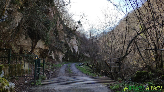 Paso de ganado sobre la pista de las Foces del Raigosu