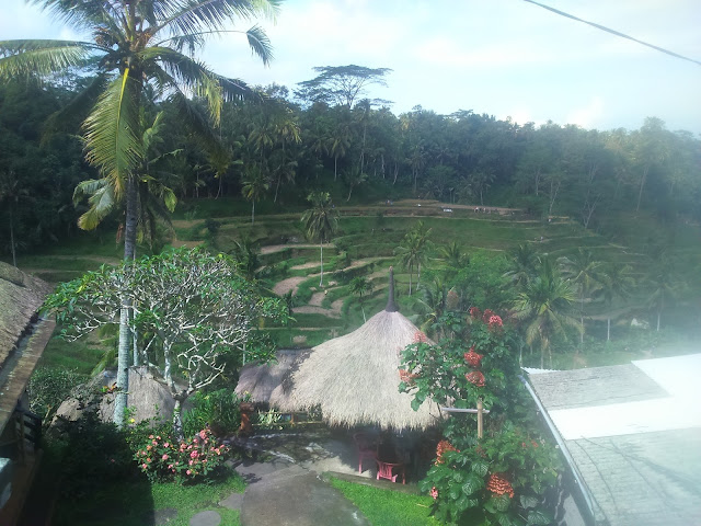 Indahnya Sawah Terrace Di Bali Cekingan Tegallalang