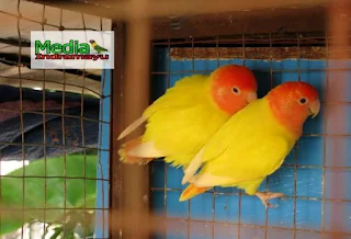 harga lovebird biola euwing, harga lovebird biola 2018, macam macam lovebird dan harganya, jenis lovebird termahal, harga lovebird parblue, jenis lovebird di indonesia, harga lovebird biola biru 2017, harga lovebird batman, lovebird blorok termahal, lovebird biola blue, lovebird biola lutino, lovebird biola isabella, cara mencetak lovebird biola, jenis lovebird biru, jenis lovebird fischeri, jenis lovebird biola, jenis lovebird paling bagus, jenis lovebird import, jenis lovebird pastel