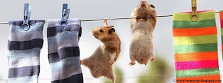 Hamsters Hanging Facebook Cover Photo