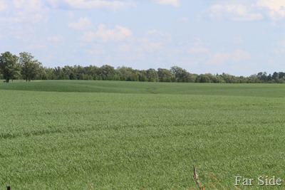 Joes old pasture