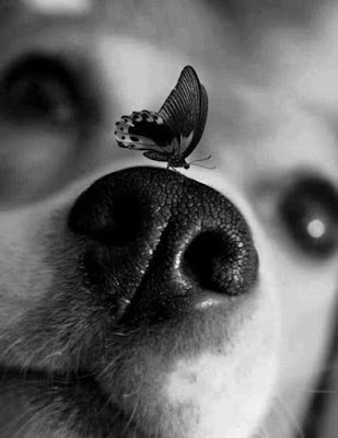 Butterfly kiss Dog
