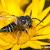 Native Bee Spotlight: Cuckoo Bees ~ Coelioxys spp.