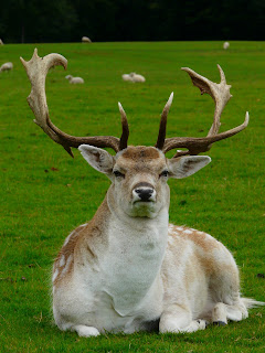 Fallow Deer, Tatton Park