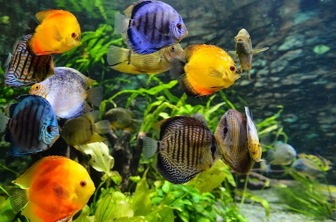 BEHAVIORAL CHANGES IN AQUARIUM FISH: