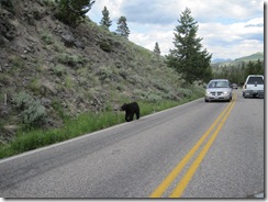 Black Bear