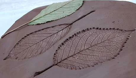 Leaves pressed into clay