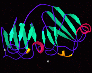 S protein