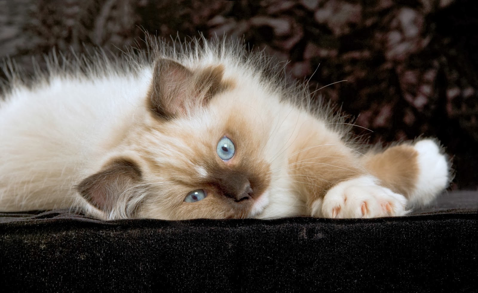 Ragdoll cat information