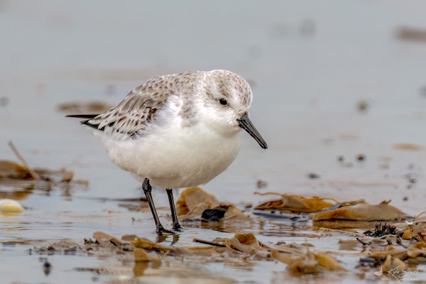 Sanderling