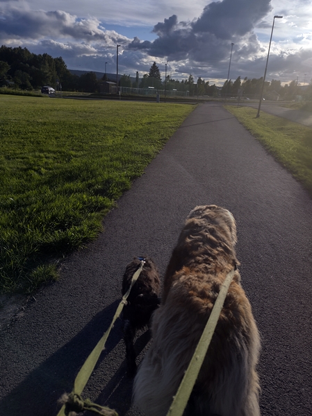 leonberger