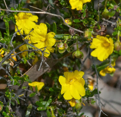 Yellow Buttercups (Hybbertia hypericoides)