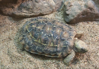 pancake tortoise