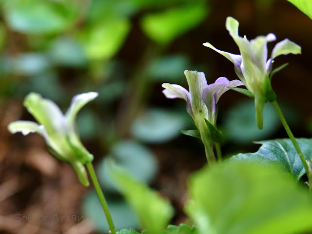 Viola grypoceras