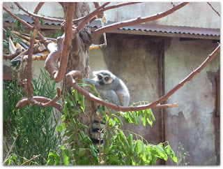 Los famosos y queridos Lemures