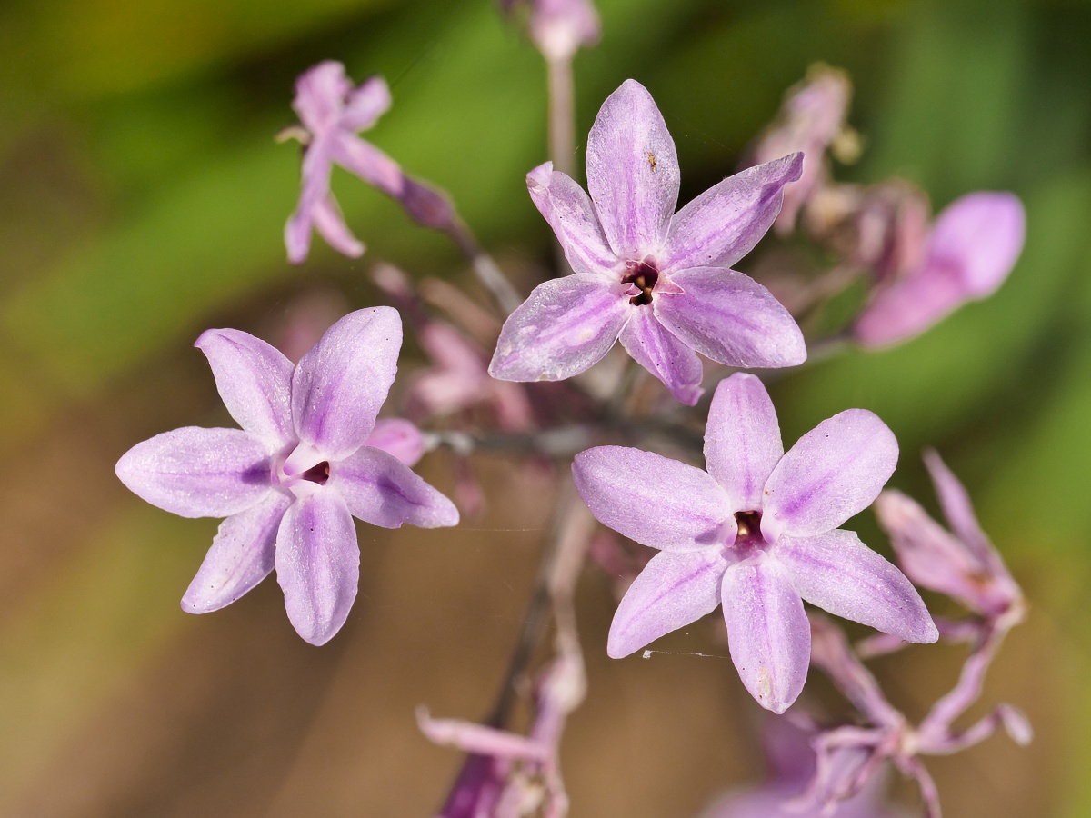 Tulbaghia violacea