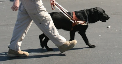 walking with black Lab guide