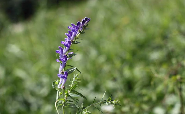 Baikal Skullcap Flowers Pictures