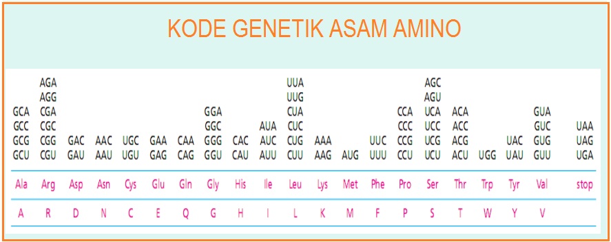 KODE GENETIK ~ Kang Biology