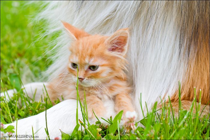 [10 Foto] Ketika Kucing Mungil Berjumpa Anjing Besar 