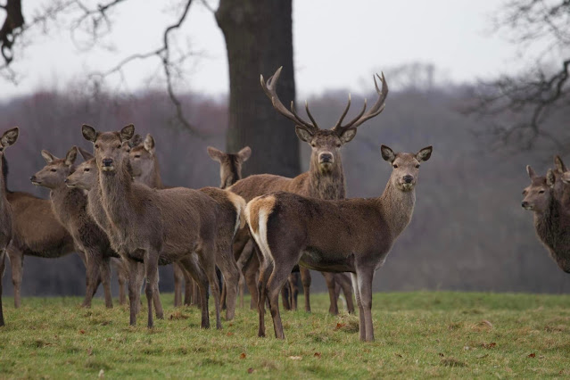 Photograph of deer at Knebworth courtesy of Sarah Hurst-Cox