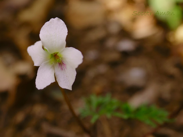 Viola chaerophylloides