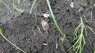 切断してしまったコンニャクの芽